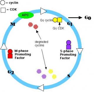 Ib Biology Control Of Cell Cycle Cancer